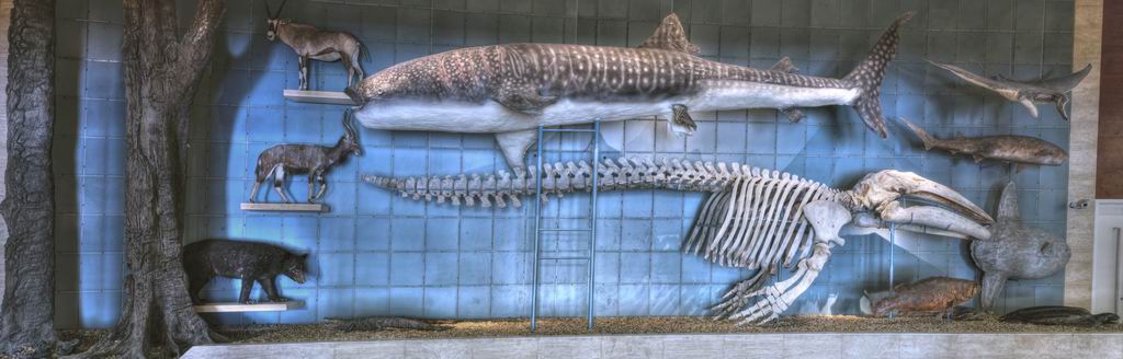 由古老的海百合化石,千年阴沉木,灰鲸骨骼,鲸鲨,北极熊等大型标本和有