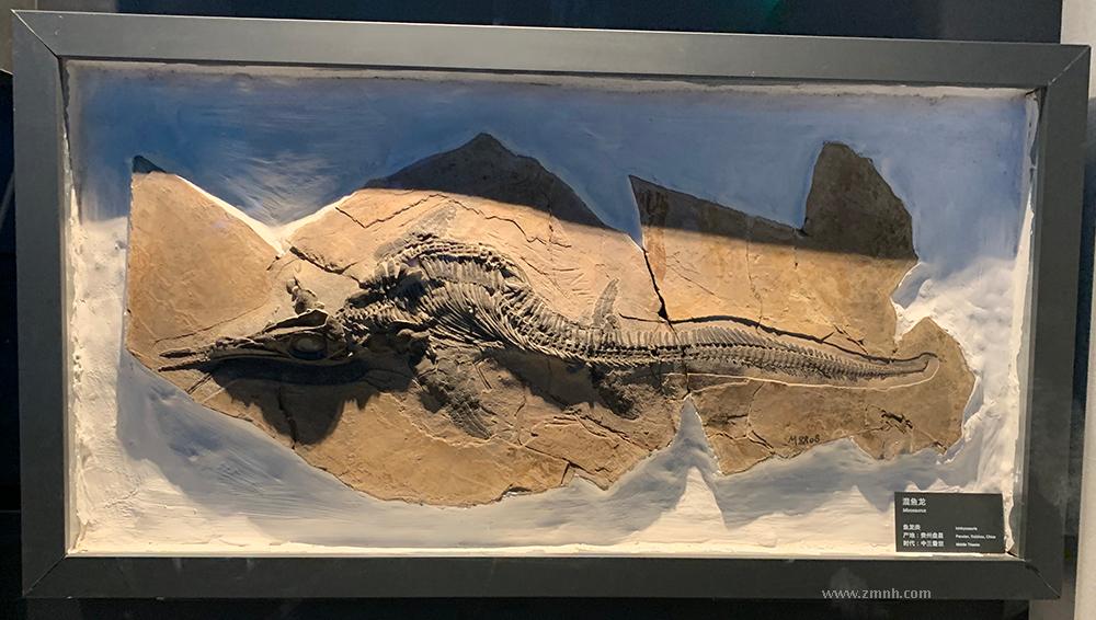 浙江自然博物院